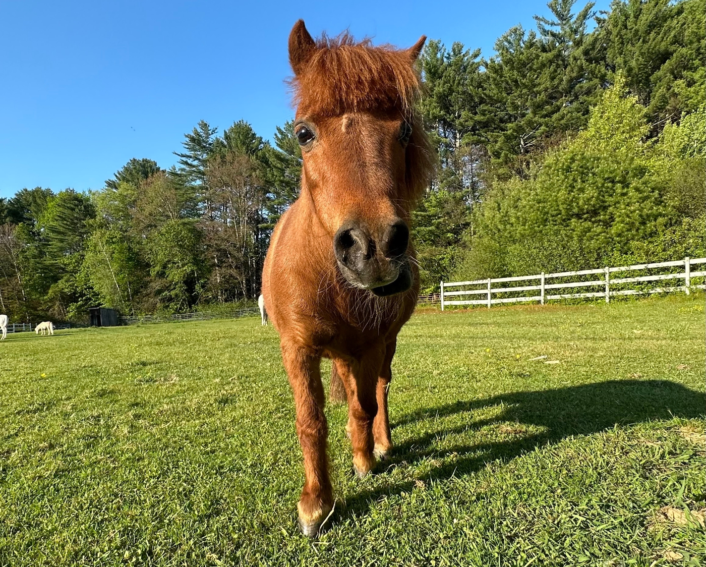 A small brown horse looking right into the camera in a New Hampshire field.