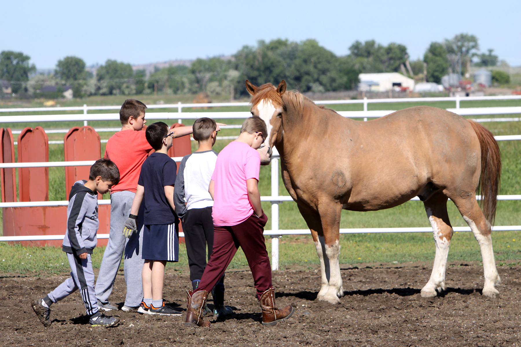 A group of children interacting with a horse in a field.