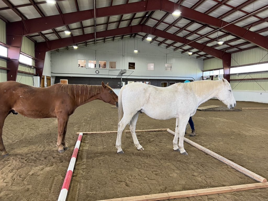 
An eye-level, full shot shows two horses, a brown one and a white one, standing in a large indoor riding arena