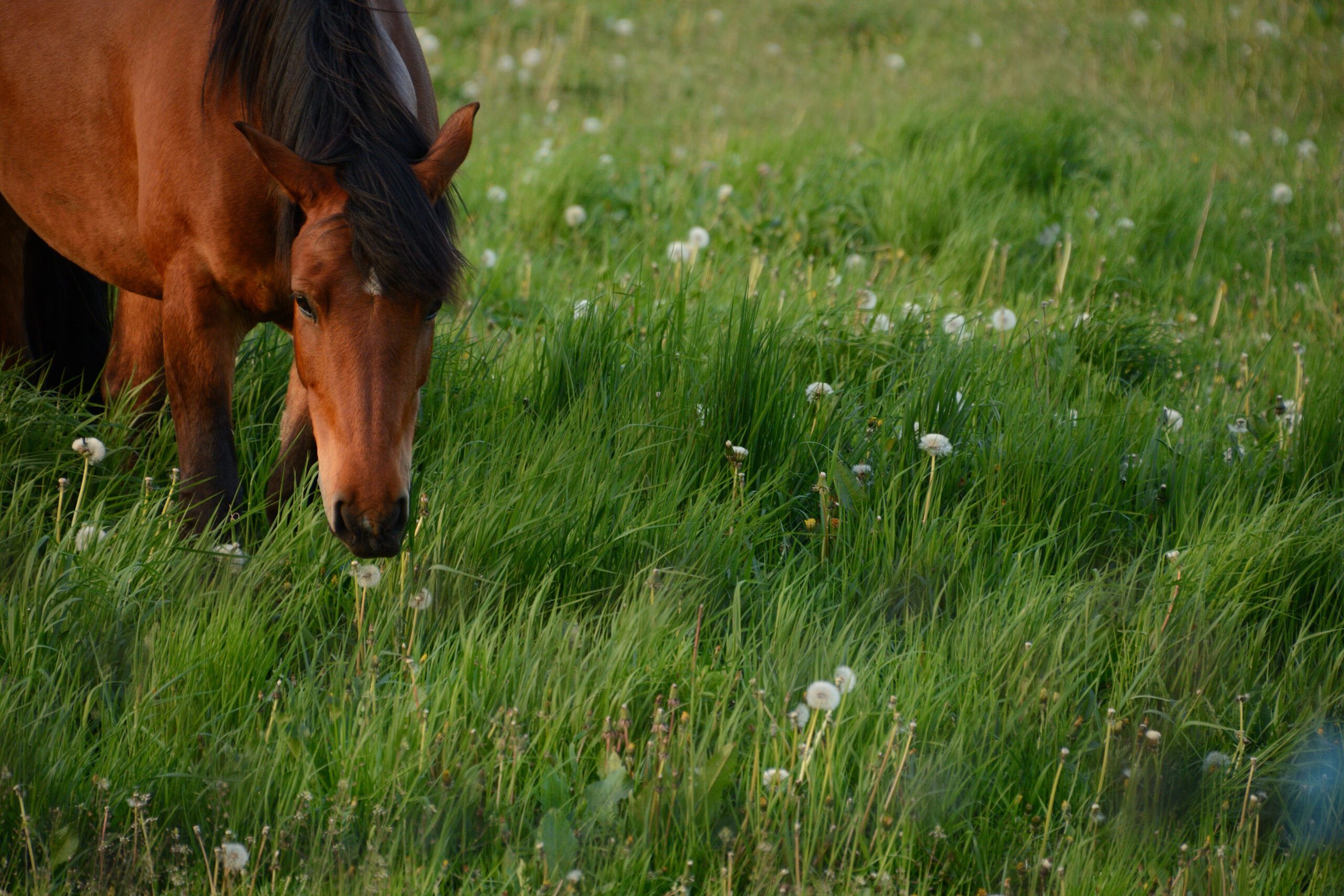 Horse Grazing