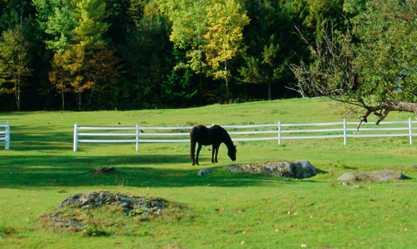 A horse grazing in a New Hampshire field.