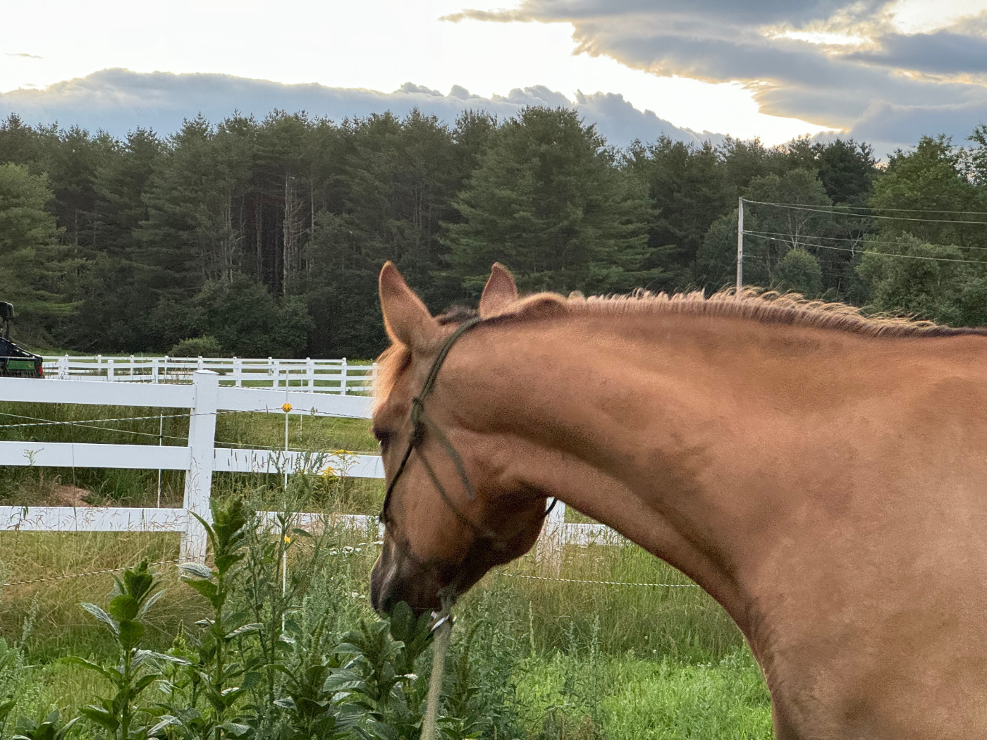 A horse looking back at a white fence in New Hampshire