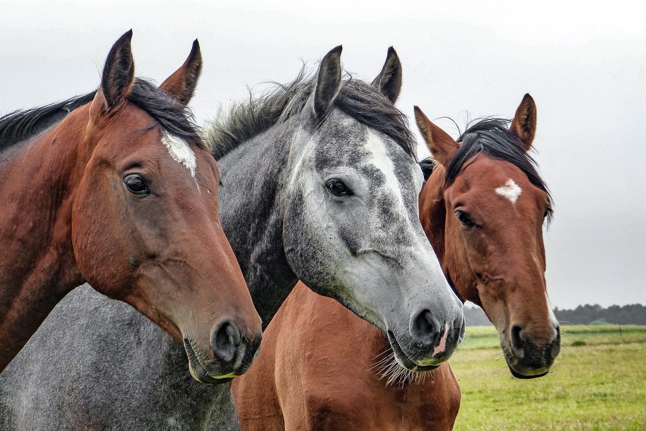 Three horses side by side in a pasture.