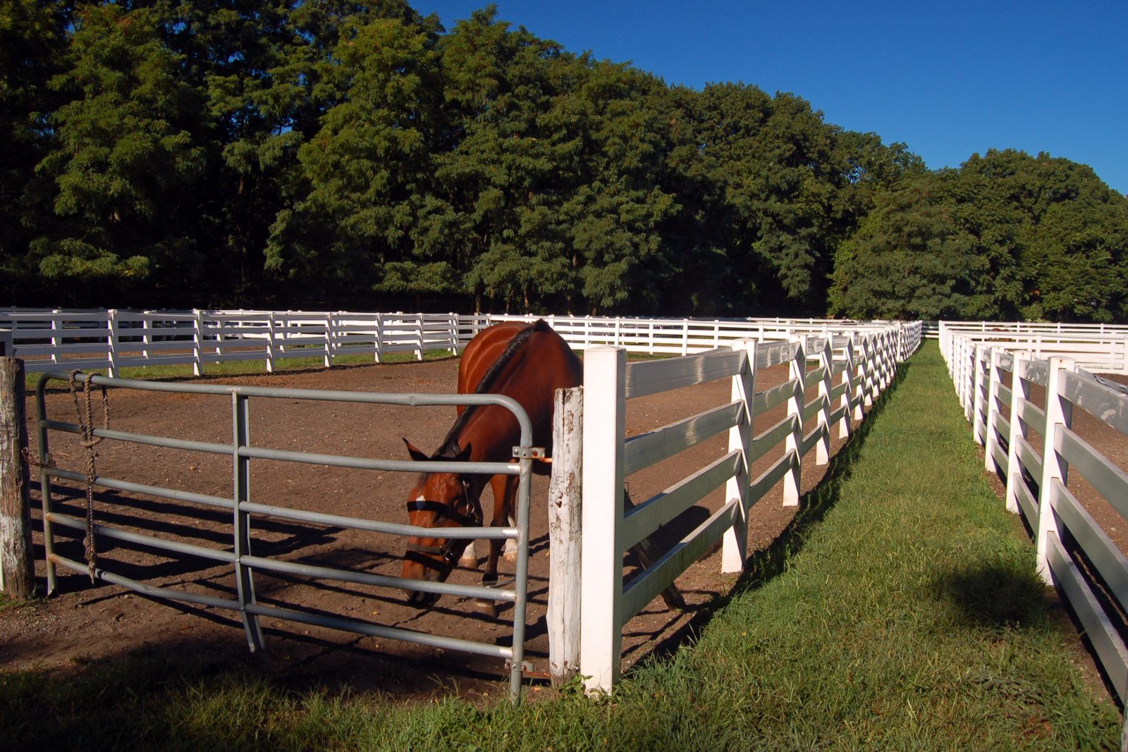 A horse stands near the gate of its corral on a sunny summer day