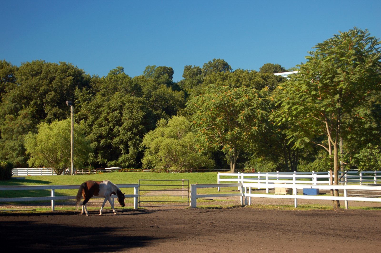 A horse walks around its corral on a summer day.