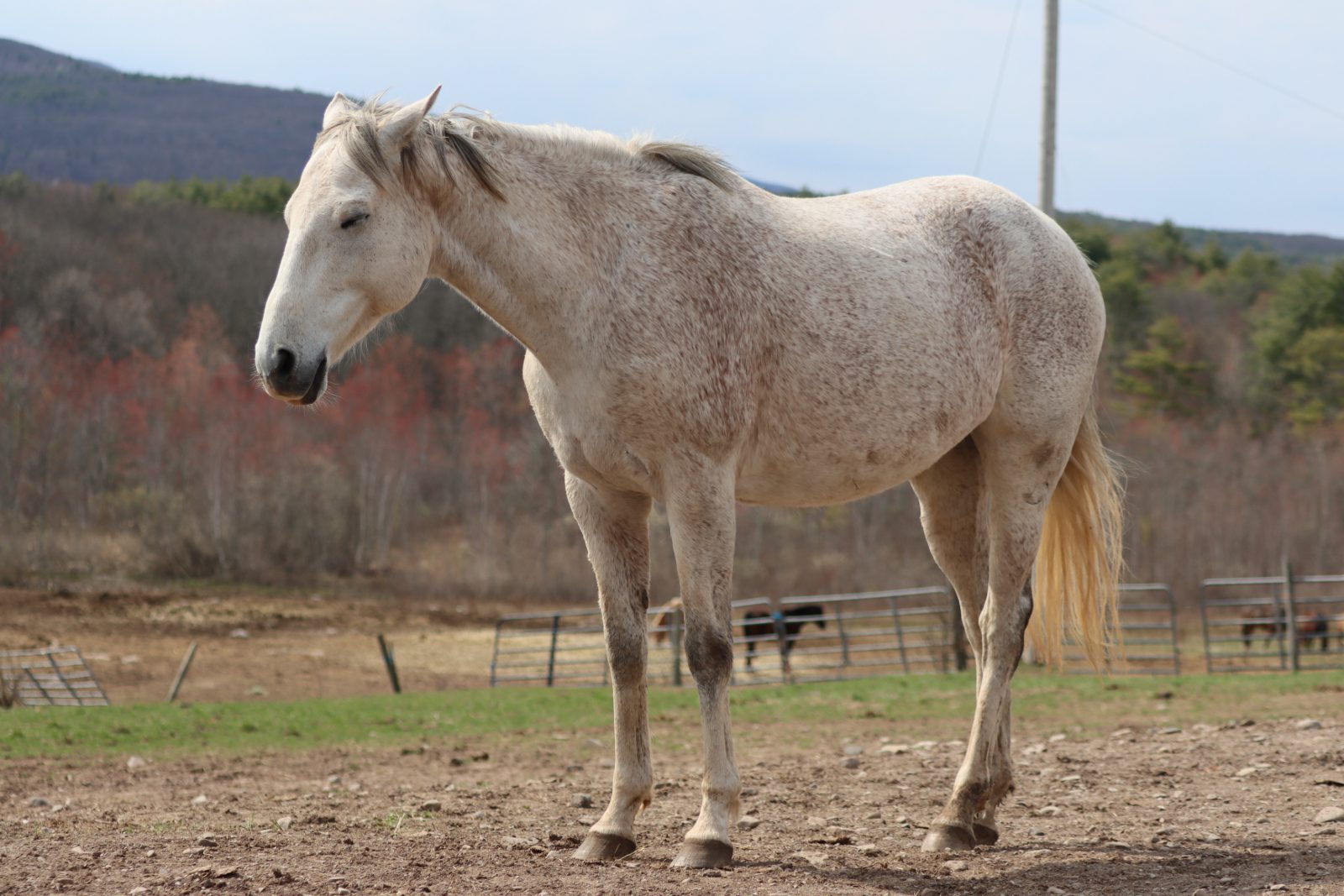 A white domestic horse rests while standing on a scenic ranch in New York State