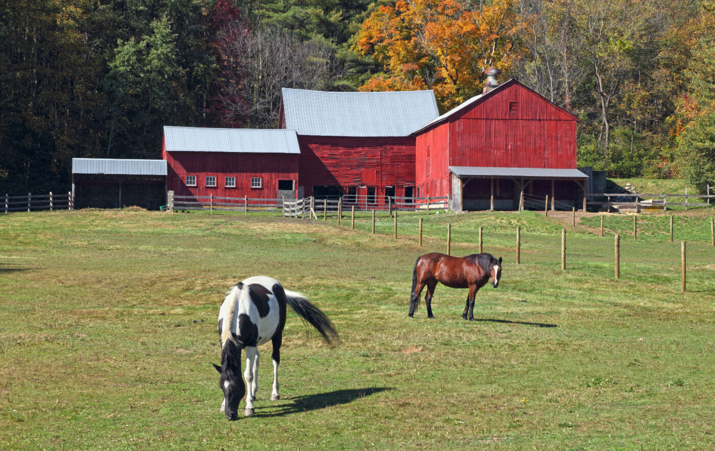 Two horses in a field in front of a red barn in Vermont